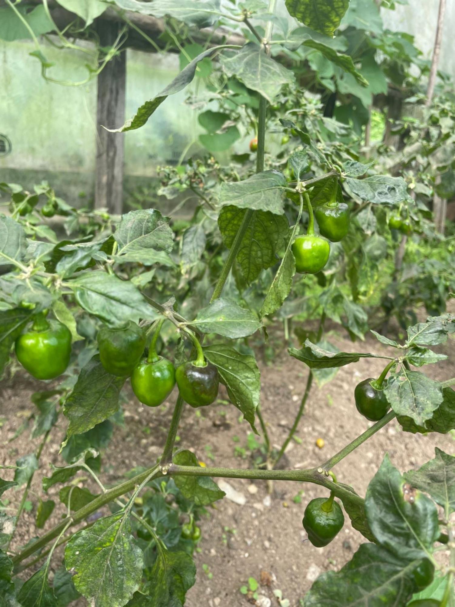 Martam Farmhouse بيلينغ المظهر الخارجي الصورة